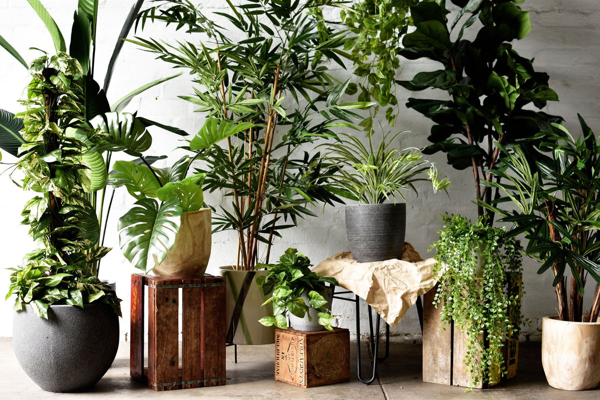 Office Plants: The Secret To Boosting Productivity for 2020 – Poho Flowers